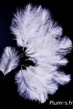 Struisvogel Bellies -8-13 cm - wit-creme